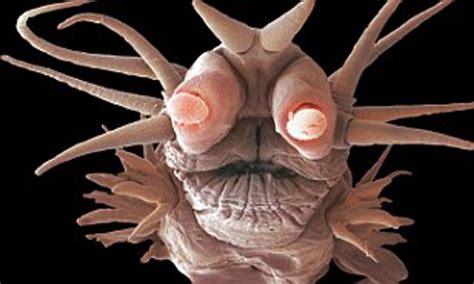 Monsters Of The Deep Tiny Sea Creatures That Never See Sunlight Look