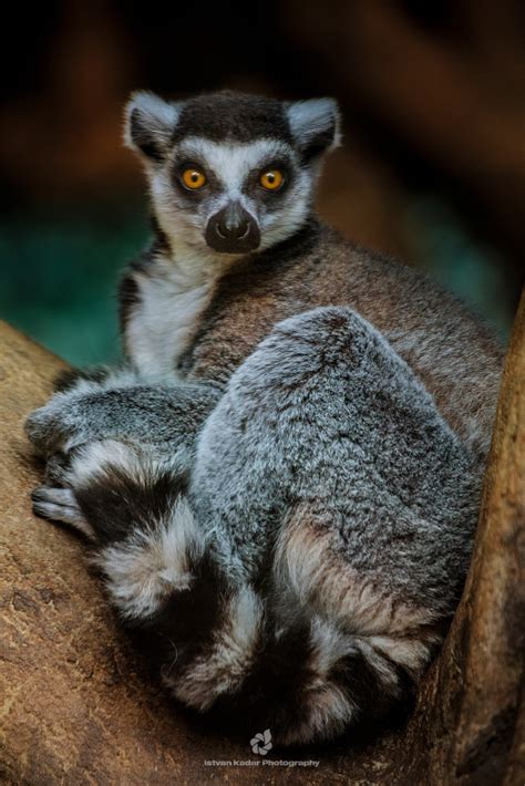 Ring Tailed Lemur Lemur Catta Lemurs Are Primates Found Flickr
