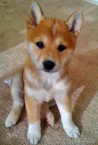 That can be obtained from any egg available in the nursery for a certain amount of bucks. Affective Shiba Inu Puppies FOR SALE ADOPTION from Western ...