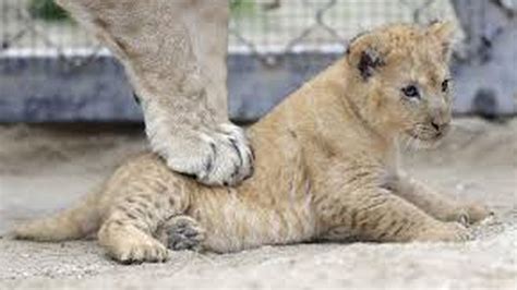 Una Buena Nacieron 3 Crías De León Del Atlas Extinguido Por Los