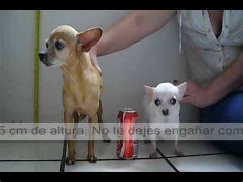 A youtube brand account is an account created specifically to be accessed by a brand email address and management tools. Regular Chihuahua vs Teacup Chihuahua Full grown ! ... The ...