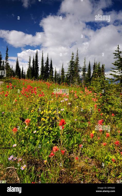 Alpine Meadows With Fir Trees And Wildflowers Mount Revelstoke