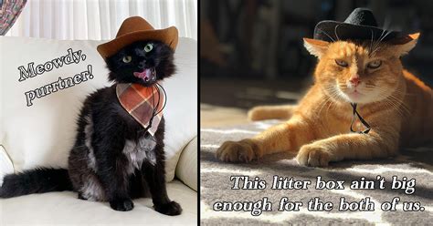 Just A Bunch Of Cats In Cowboy Hats To Give You The Cutest Meowdy To