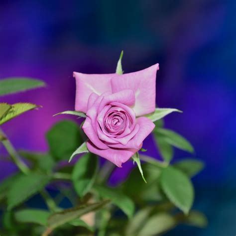 Ideally, your kordana rose would have humidity from evaporating soil. Photograph Kordana rose by Erdenebileg Erendo on 500px | Rose
