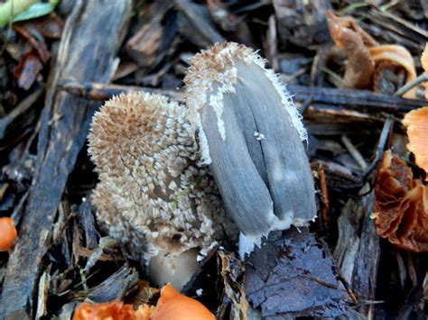 Common Ink Cap Project Noah