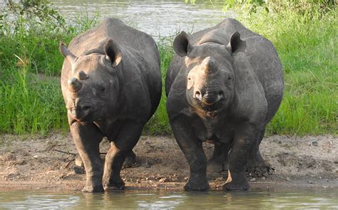 Conservation Efforts Lead To Rise In Black Rhino Numbers