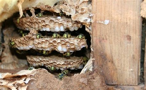 Yellow Jacket Hive Inside Wall Yellow Jacket Wasp Nest Bees And Wasps