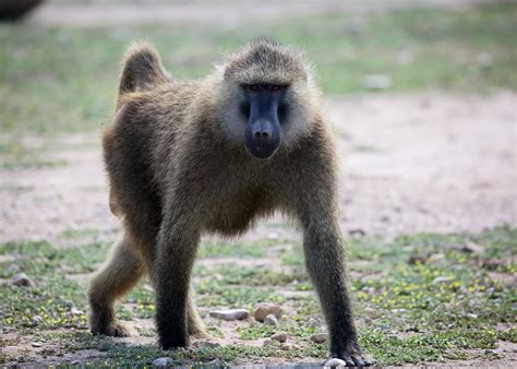 Baboon History And Some Interesting Facts