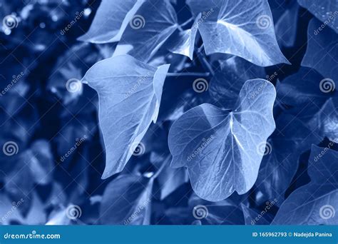 Ivy Leaf Fresh Green Branch Of Ivy Stock Image Image Of Growing