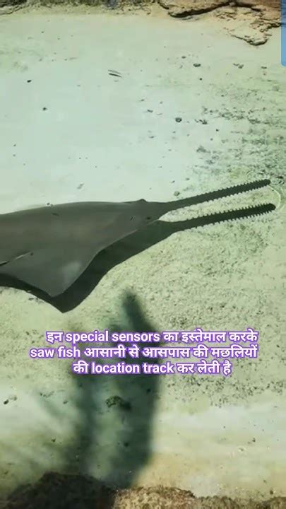 Amazing Facts About Sawfishviral Facts Youtube