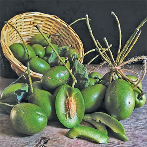 Indian Olives The Most Under Utilised Fruit Crop
