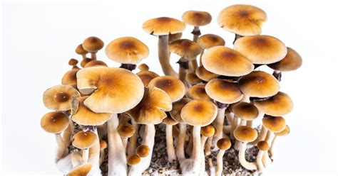 Magic Mushrooms Which Us States Could Be Next To Legalize