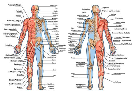 It is subdivided into gross anatomy and microscopic anatomy. ≡ Knochenkrebs Symptome Die 12 typischen Anzeichen