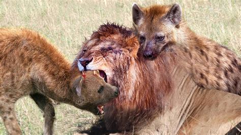 The lion king of the jungle fights against the little hyenas and