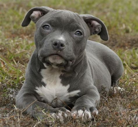 15 Interesting Facts About Blue Nose Pitbull Terrier