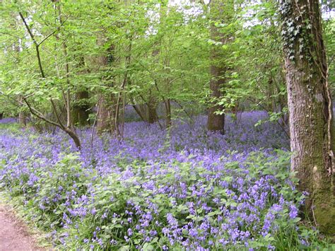 My Favourite Bluebell Wood