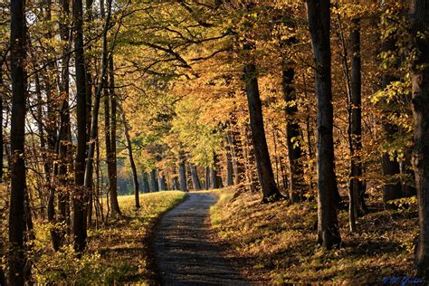 Herbstlicher Spaziergang Foto And Bild Wald Natur Herbst Bilder Auf