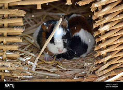 Two Baby Guinea Pigs At Cotswold Wildlife Park Burford Oxfordshire