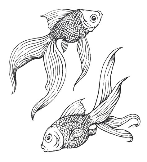 Koi Fish Simple Drawing At Getdrawings Free Download