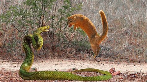 Incredible Mongoose Vs King Cobra And Snake Who Will Win Wild Animals