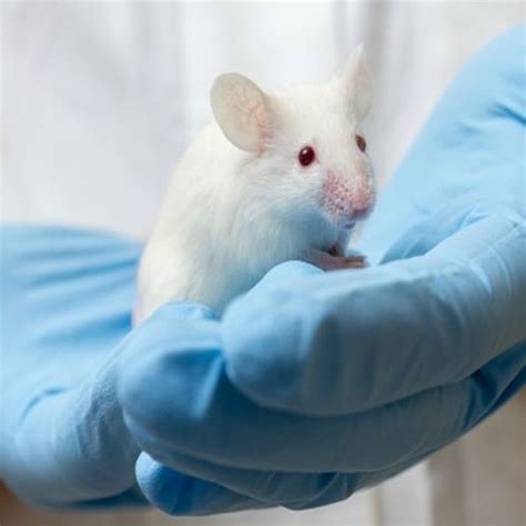 Animales de Laboratorio – Bioética