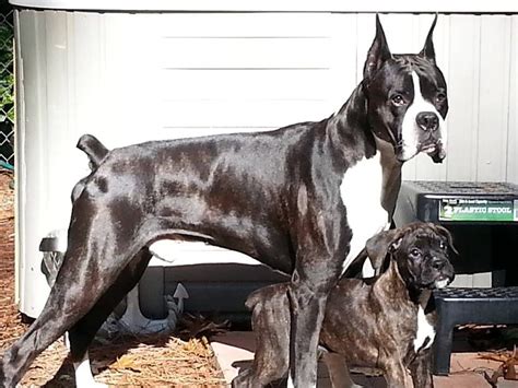 Gorgeous Reverse Brindle Boxer Ive Had A White Boxer And Now A Fawn