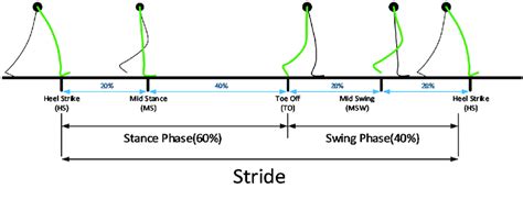 The Stride Gait Cycle Is Divided Into The Stance Phase And The Swing