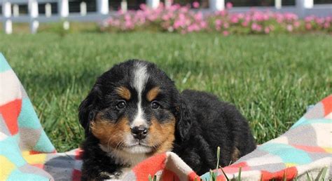 They may look intimidating, but they are very affectionate and welcoming dogs when it comes to you and. Bernese Mountain Dog.Meet Paige a Puppy for Adoption.