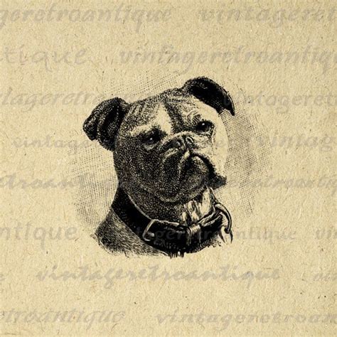 Printable Bulldog Graphic Dog Digital Image Illustration Etsy