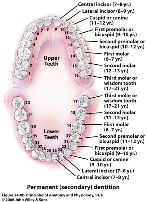Diagram Of Teeth And Gums Labeled In Text
