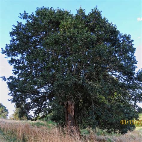 Quercus Garryana Oregon White Oak Garry Oak 10000 Things Of The