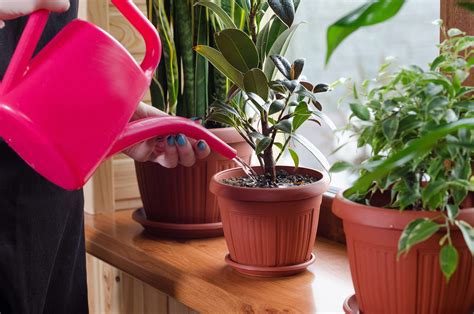 If you look after your fish's water so many problems can be avoided. How much to water houseplants: expert trick for keeping ...