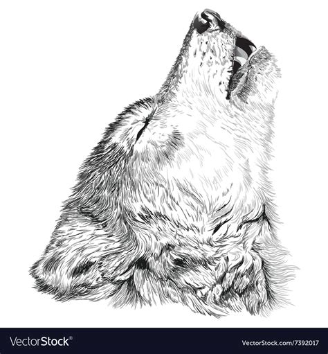 Wolf Howls Sketch Royalty Free Vector Image Vectorstock