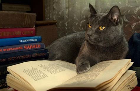 Cat Reading Books 7 Images