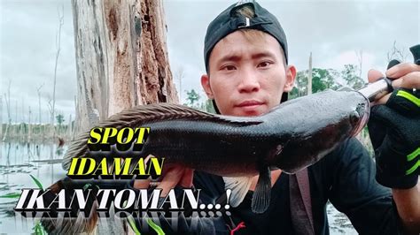 Casting Ikan Toman Kalimantan 2020 YouTube