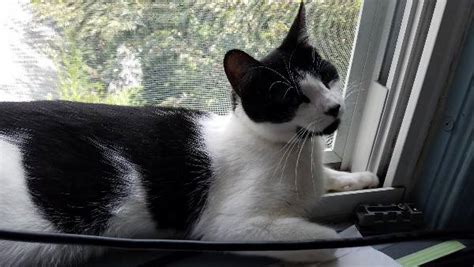 Lost Cat Unknown In Worcester Ma Lost My Kitty