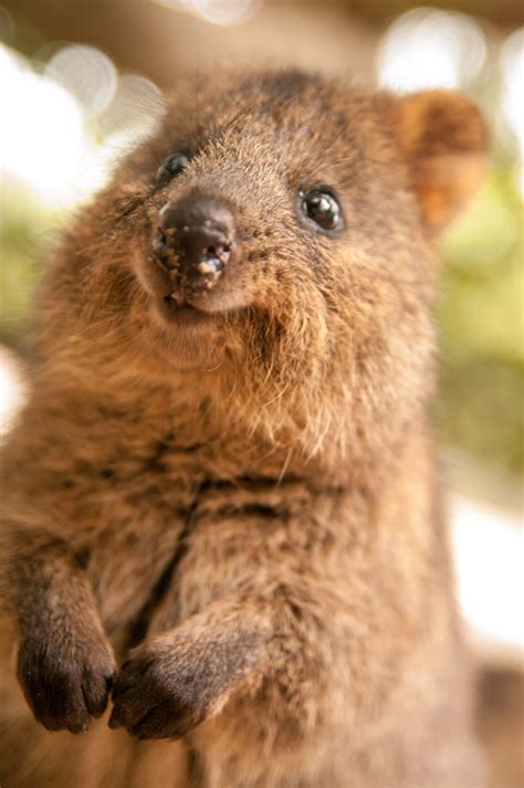 Though they resemble rodents, quokkas are actually marsupials! Q is for Quokka - Rising Ape Collective
