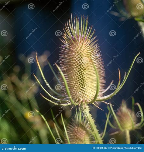 Close Up Of An Unusual Spikey Plant Outside Stock Image Image Of