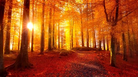 Wallpaper Id 177496 Autumn Path Nature Park Tunnel Free Download
