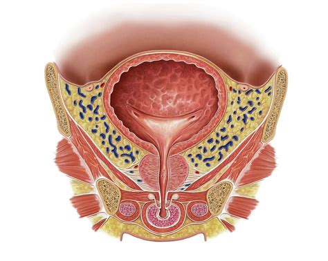 Prostate And Urinary Bladder Photograph By Asklepios Medical Atlas Pixels
