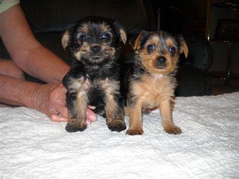 (i believe that is very important for yorkies) i guarantee all my yorkie babies happy and healthy. CKC Yorkie Puppies for Sale in Conway, South Carolina ...