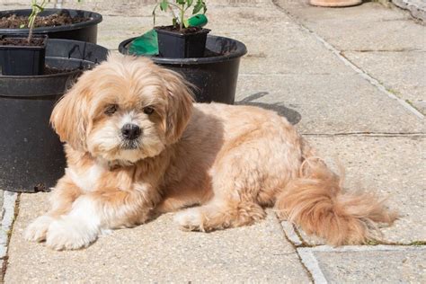 Lhasa Apso 12 Facts About The Oldest Breed In Existence All Things Dogs
