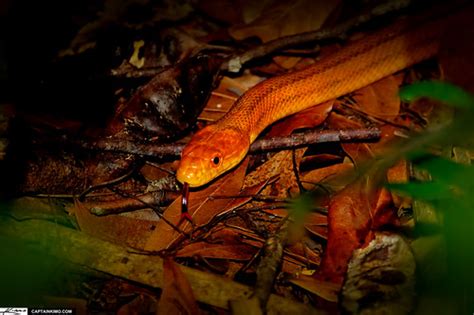 Yellow Rat Snake Everglades Florida Loop Road Captainkimo Flickr