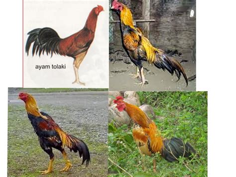 Ayam pama ninja adalah sebutan dari king pama rajanya ayam pama yang berasal dari tailand yang sudah memiliki gelar yang tinggi sehingga terkenal sampai ke indonesia. 55+ Gambar Ayam Tolaki Terbaik - Infobaru
