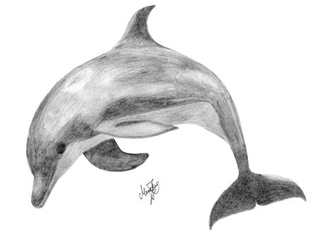 Dolphin Sketch By Themonotm On Deviantart