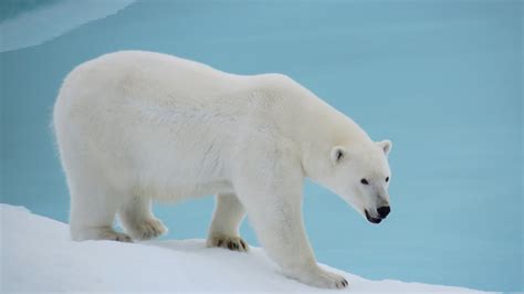 The Polar Bear Amazing Animal Informative Facts Wildlife Of World