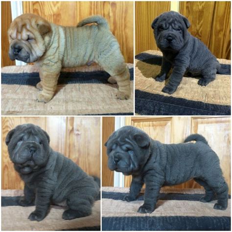 Beautiful Kc Registered Shar Pei Pups For Sale In Cookstown County