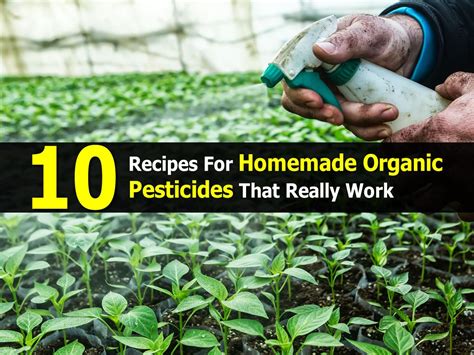 Insecticides today are up to 1000 times more powerful than those utilized just ten years earlier and the results on human beings are devastating. 10 Recipes For Homemade Organic Pesticides That Really Work