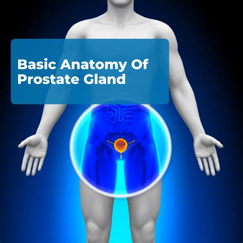 Prostate Gland Medical Definition Definition Ghw