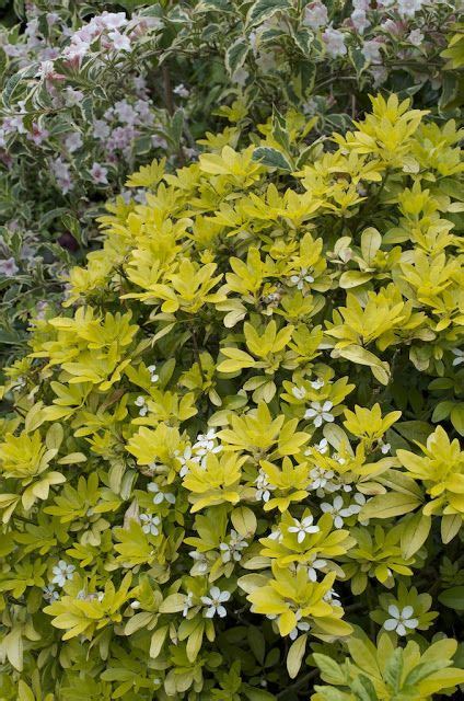 Choisya Are Evergreen Shrubs With Aromatic Palmately Divided Leaves And Fragrant Star Shaped